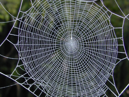 spider web