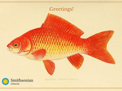 Goldfish Card