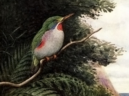bird on branch